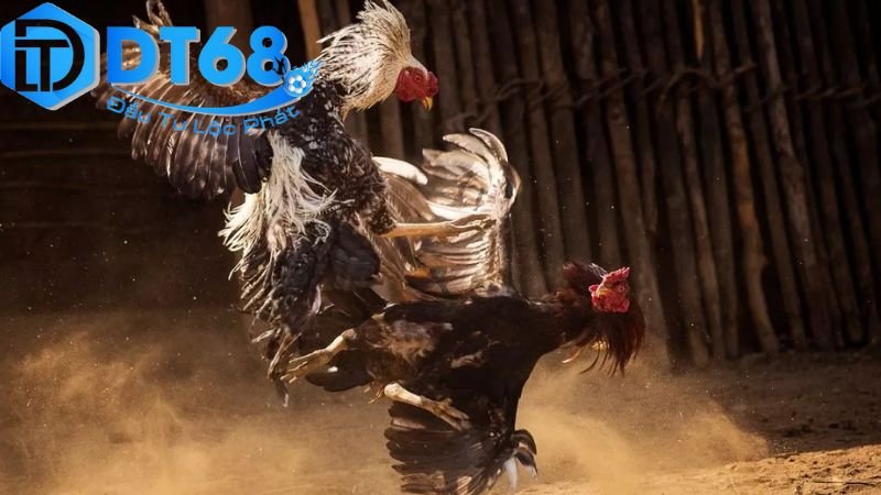 Cược đá gà DT68 – Tỷ lệ cao, thắng lớn mỗi ngày 2 Hướng dẫn đăng ký và tham gia cược trên DT68