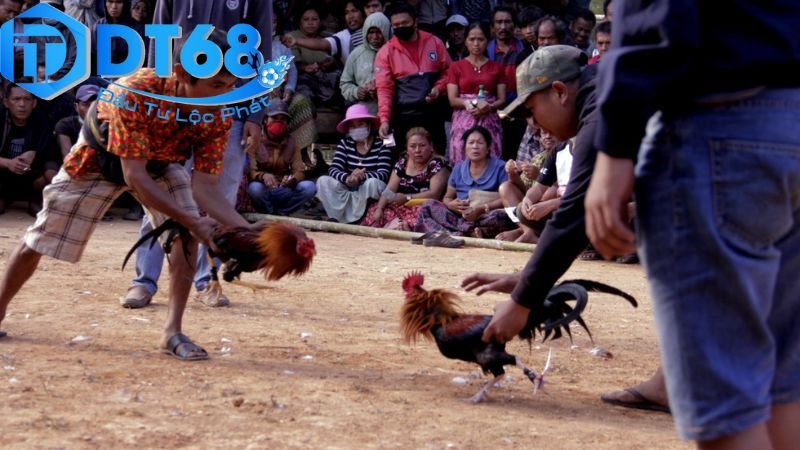 Cược đá gà DT68 – Tỷ lệ cao, thắng lớn mỗi ngày 4 Rủi ro pháp lý và các lưu ý khi cá cược