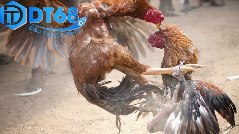 Cược đá gà DT68 – Tỷ lệ cao, thắng lớn mỗi ngày 3 Chiến lược và mẹo cược đá gà hiệu quả