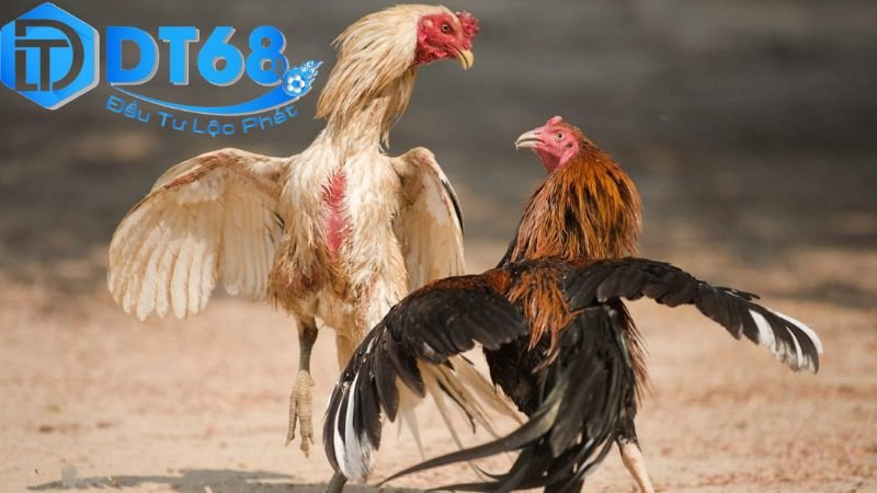 Đá gà ăn tiền thật DT68 - Cá cược uy tín mỗi ngày 3 Quy tắc chơi và các loại hình cá cược