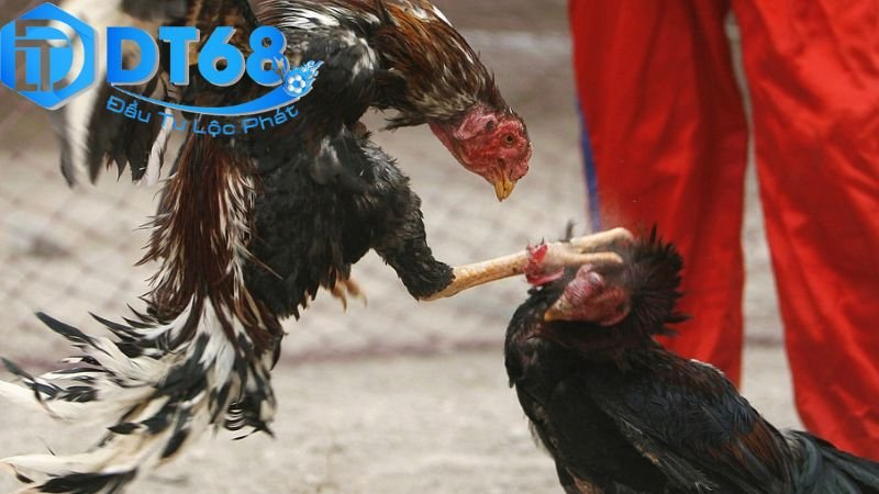 Đá gà Thomo DT68 – Trực tiếp cực nét, cược liền tay 2 Quy tắc và cách chơi cơ bản