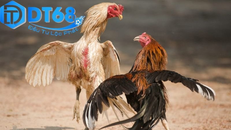 Đá gà Thomo DT68 – Trực tiếp cực nét, cược liền tay 4 Nền tảng DT68 và tính năng hỗ trợ
