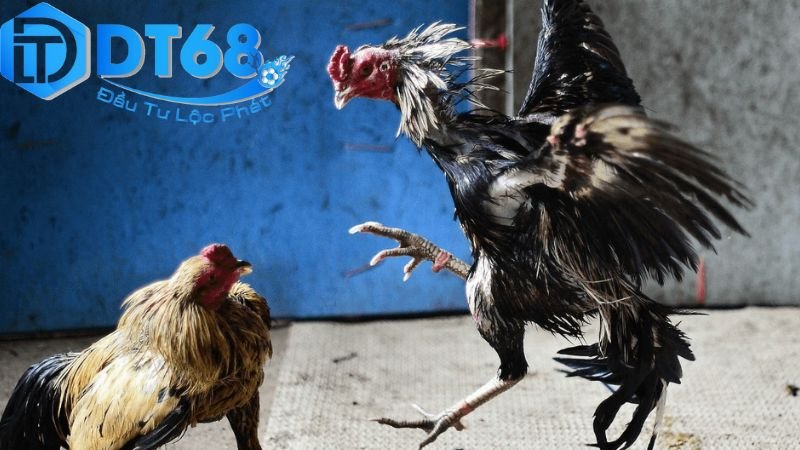 Đá gà Thomo DT68 – Trực tiếp cực nét, cược liền tay 3 Chiến lược và mẹo chơi hiệu quả