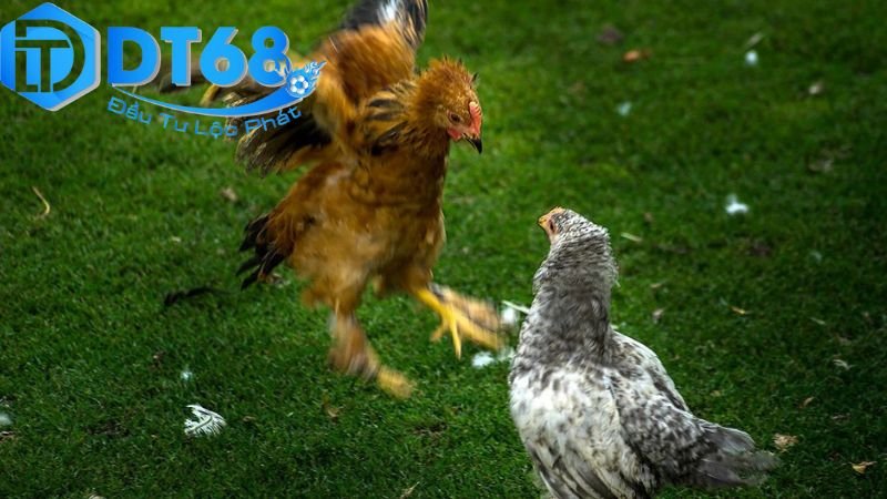 DT68 đá gà livestream – Xem cực nét, cược liền tay 2 Hướng dẫn tham gia và sử dụng DT68 đá gà livestream