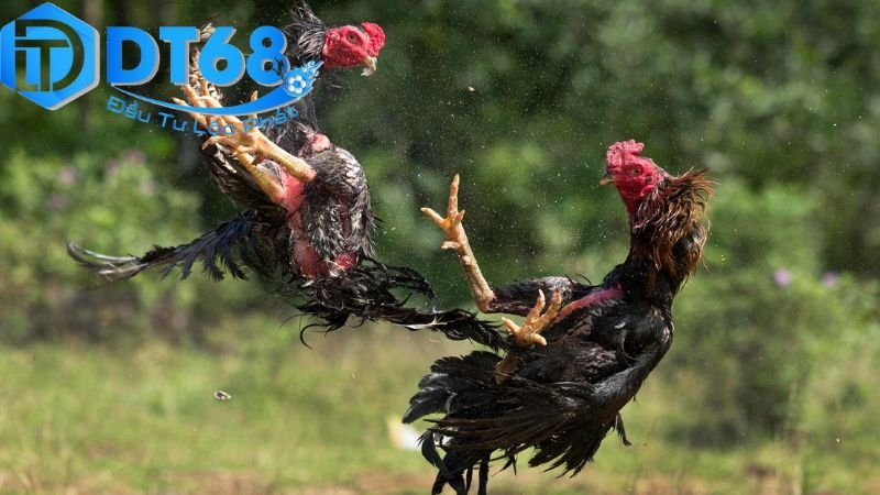 DT68 đá gà livestream – Xem cực nét, cược liền tay 3 Chiến lược và mẹo chơi thành công trên DT68