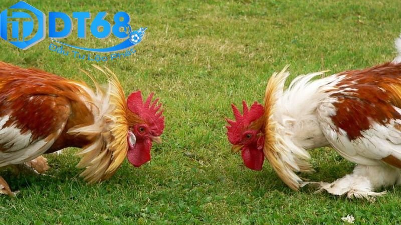 DT68 đá gà livestream – Xem cực nét, cược liền tay 4 Rủi ro liên quan và biện pháp bảo vệ