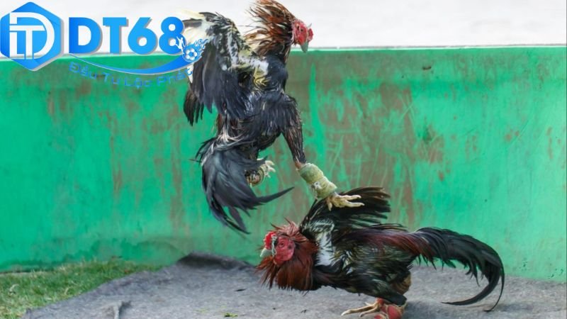 Xem đá gà DT68 – Trực tiếp sắc nét, cược dễ thắng 2 Cách truy cập và sử dụng DT68