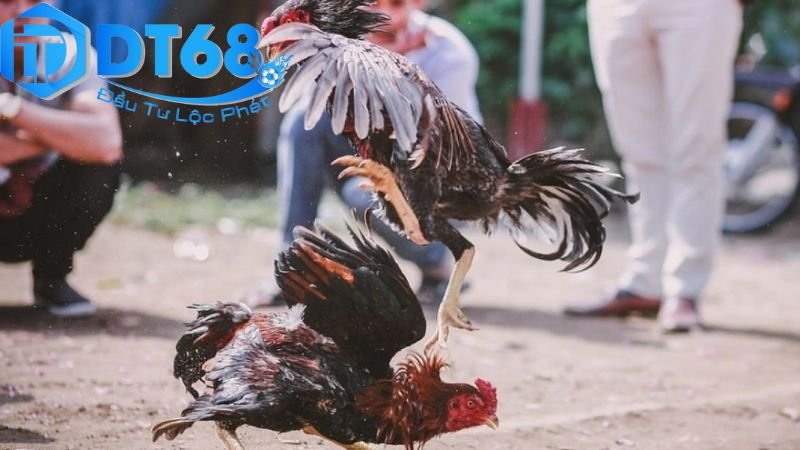 Xem đá gà DT68 – Trực tiếp sắc nét, cược dễ thắng 4 Rủi ro và lưu ý khi tham gia DT68